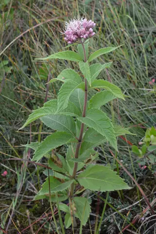 pink joe pye weed flower cluster with green leaves growing among grasses
