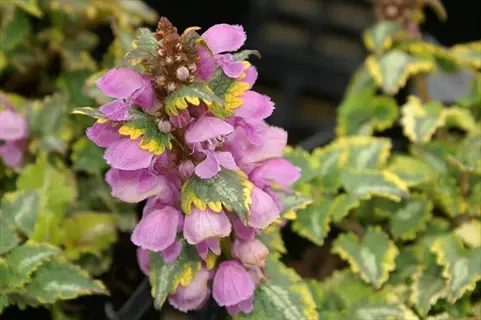 pink lamium spotted dead nettle flowers with variegated green and yellow leaves