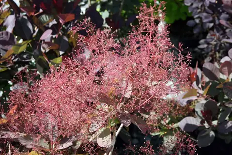 pink plumes and dark leaves of smoke bush purple in sunlight