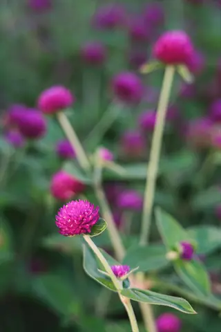 pink qis gomphrena flowers blooming in a soft green garden background