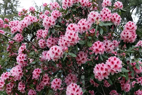 pink rhododendron shade bloom clusters with dark green leaves on a garden shrub