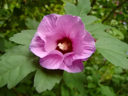 pink rose of sharon flower blooming among green leaves
