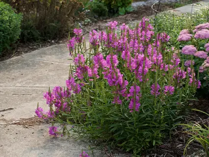 pink snapdragon flower spikes blooming beside a curved garden path