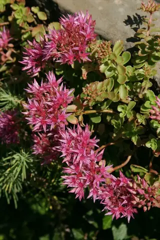 pink voodoo sedum spurium flowers blooming among green succulent leaves