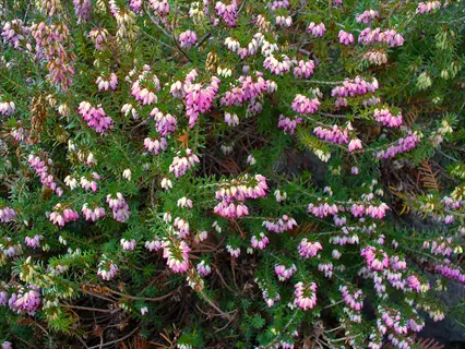 pink winter heath erica flowers blooming among dense green foliage