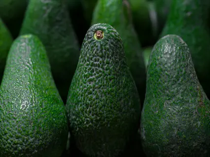 pinkerton avocado fruit with dark green bumpy skins grouped close together