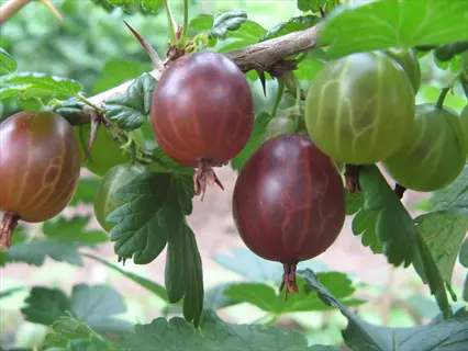pixwell gooseberry fruit ripening on a leafy thorny branch