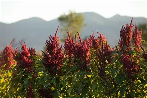 plainsman amaranth grain field with red flower spikes and green leaves against blurred mountains