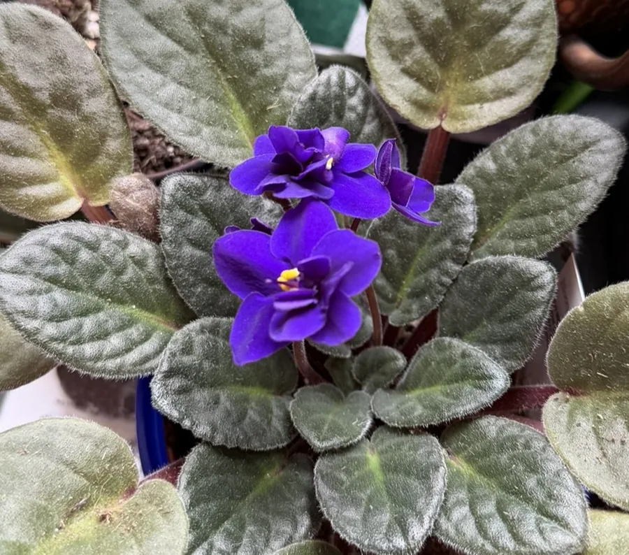 African Violet