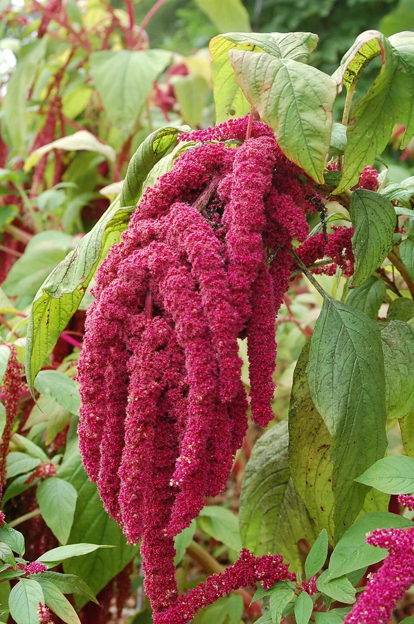 Amaranth