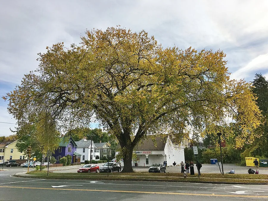 American Elm
