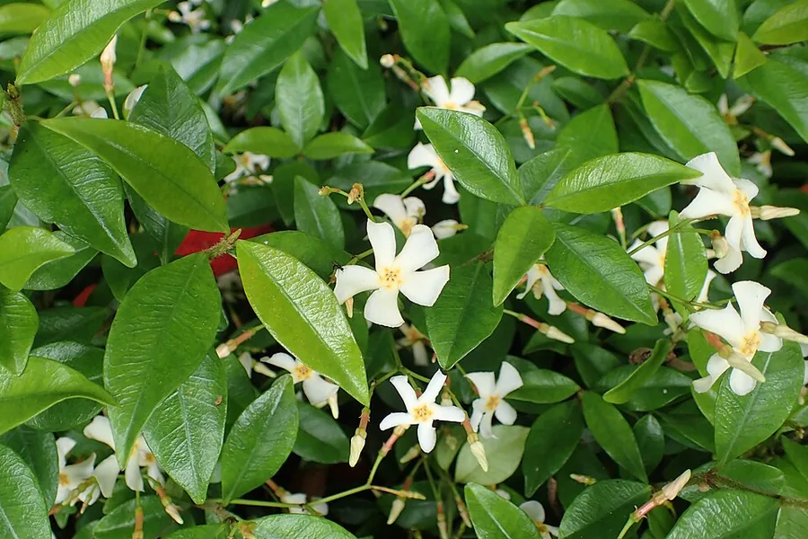 Asiatic Jasmine