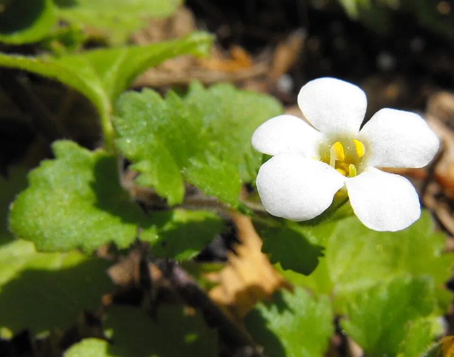 Bacopa