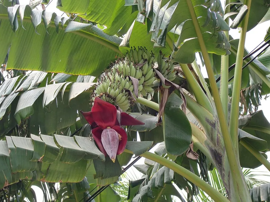 Banana