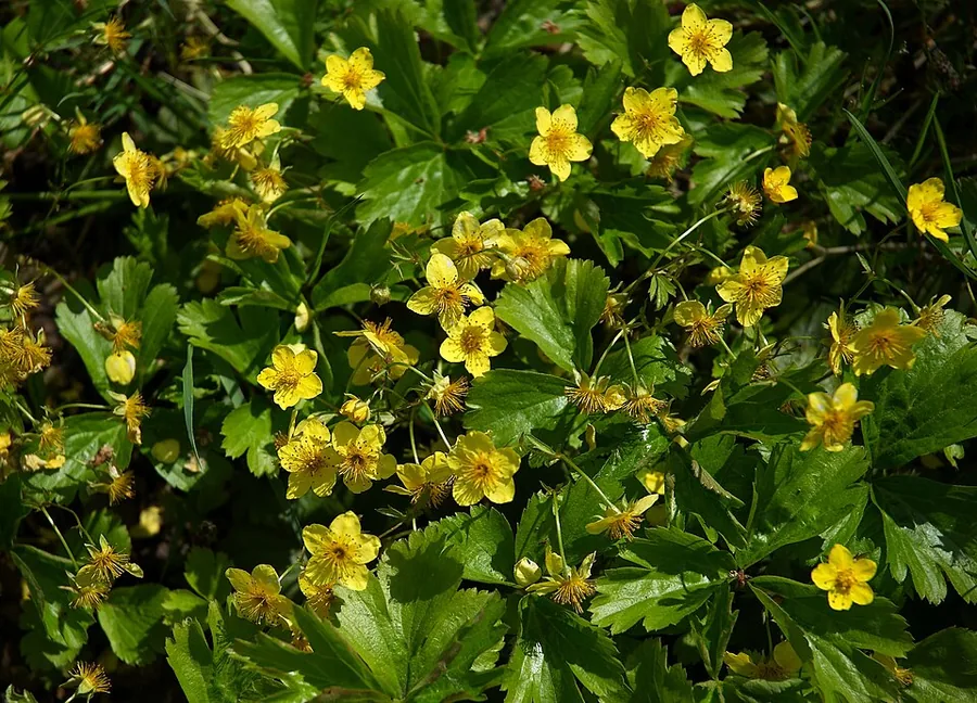 Barren Strawberry