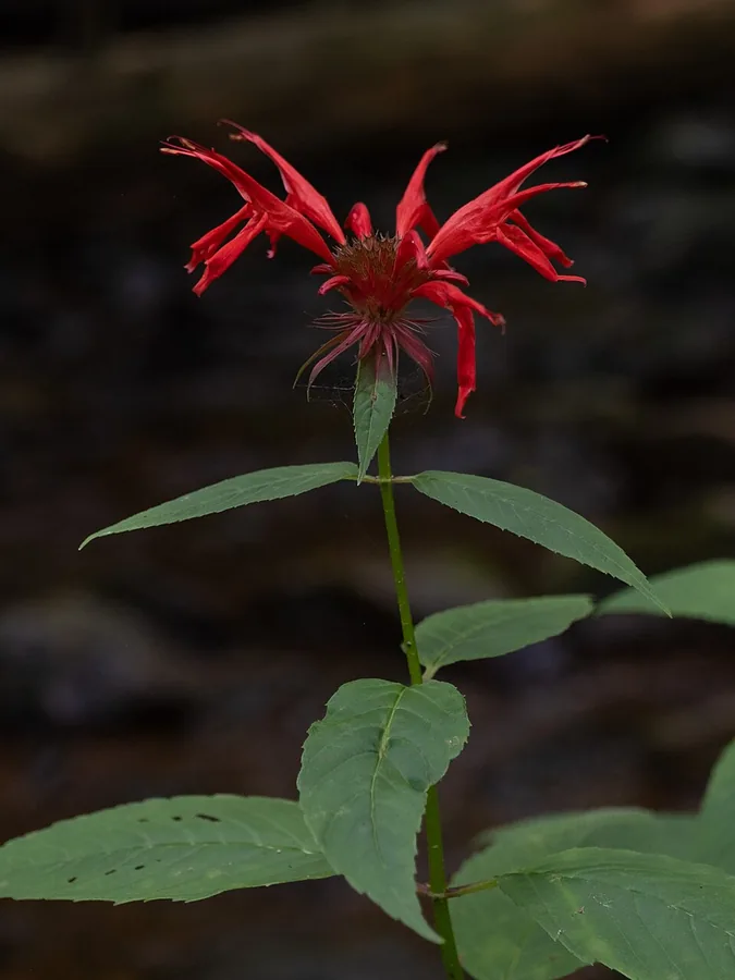 Bee Balm
