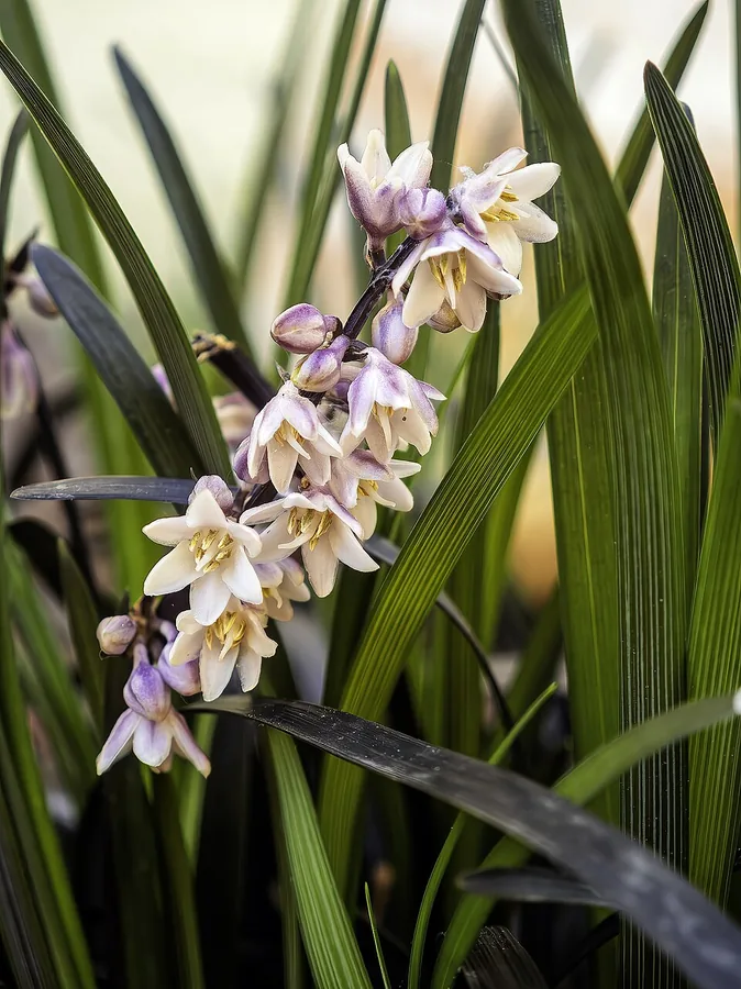 Black Mondo Grass