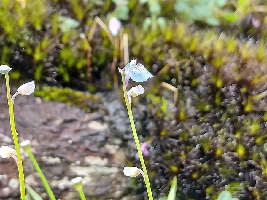 Bladderwort
