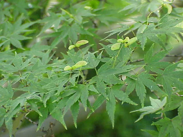 Bloodgood Japanese Maple
