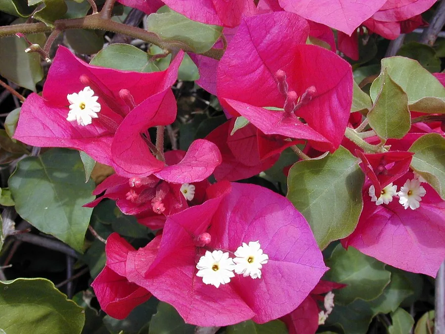 Bougainvillea
