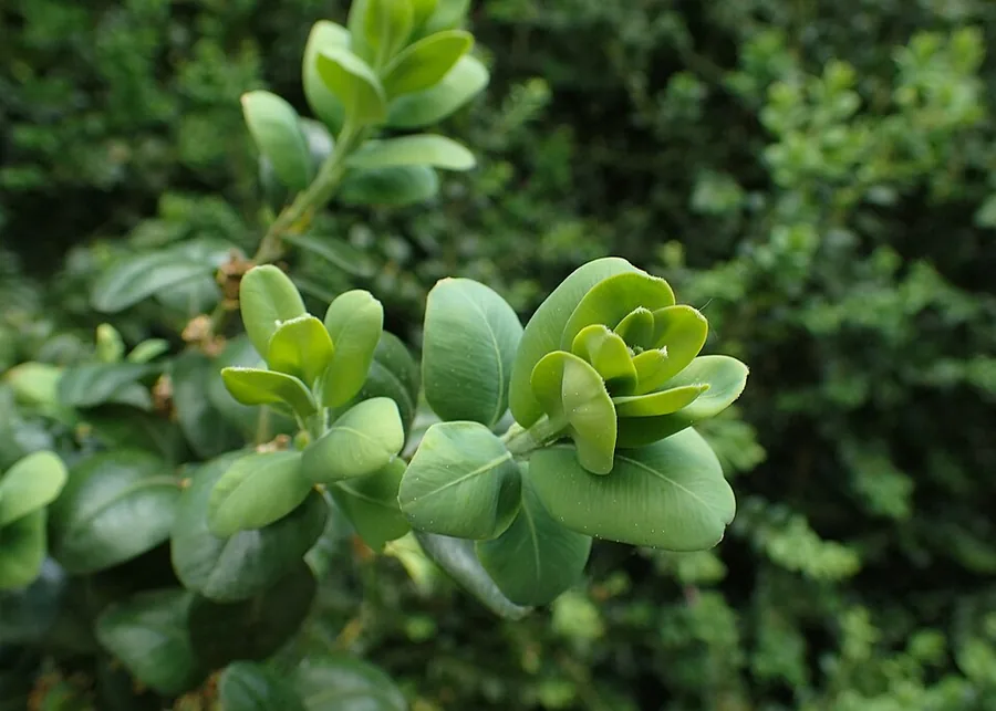 Common Boxwood