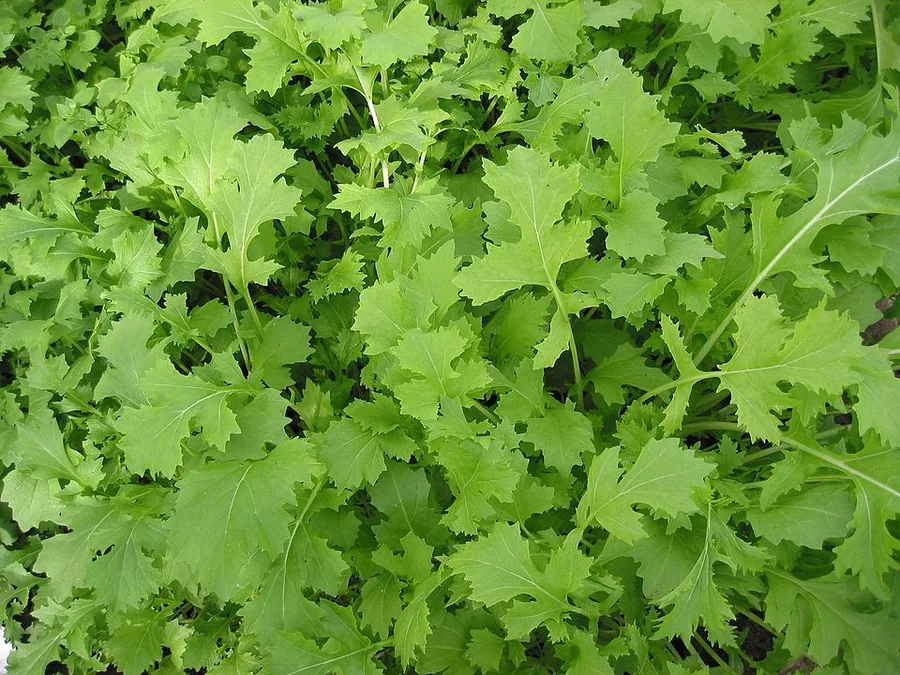 Broccoli Rabe
