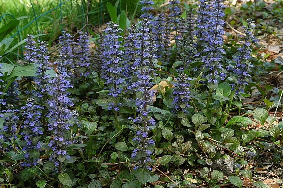Bugleweed