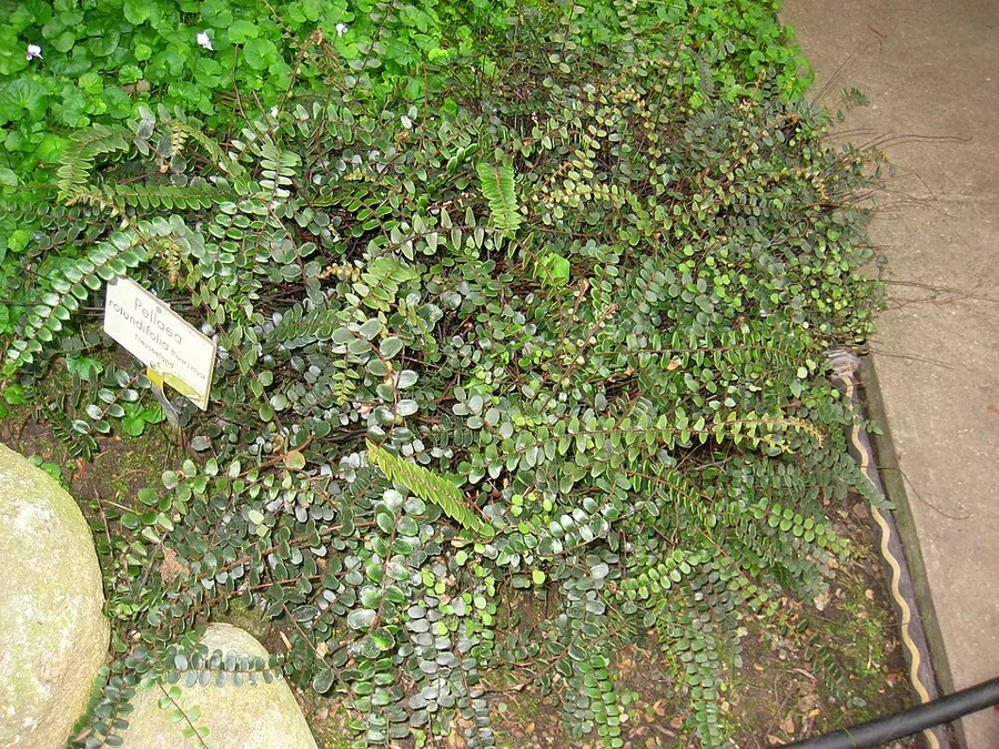 Button Fern