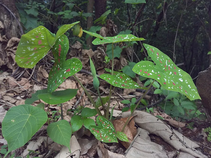 Caladium