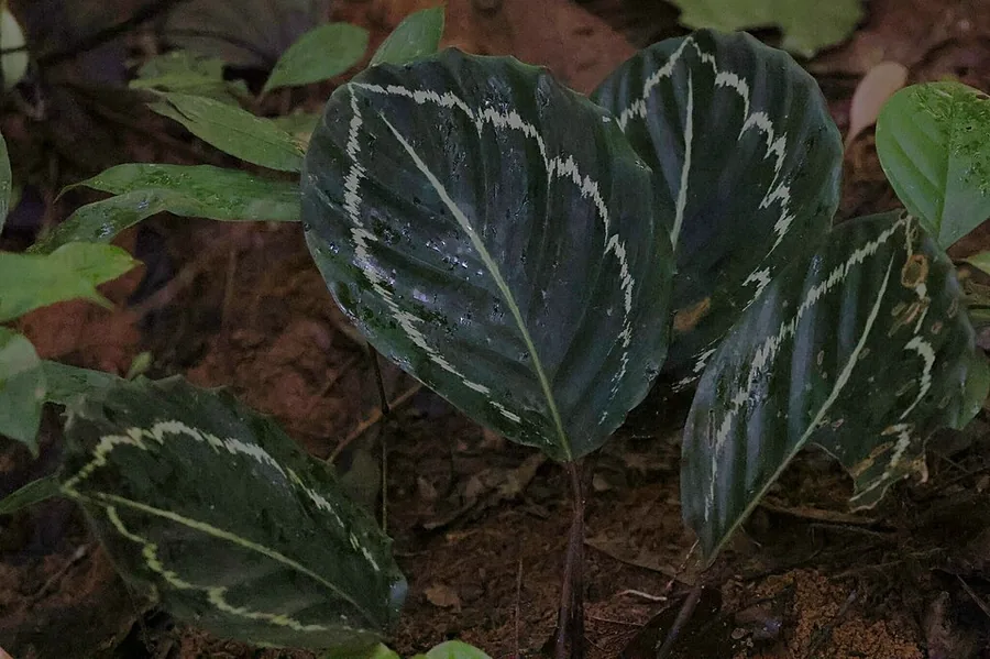 Calathea Medallion