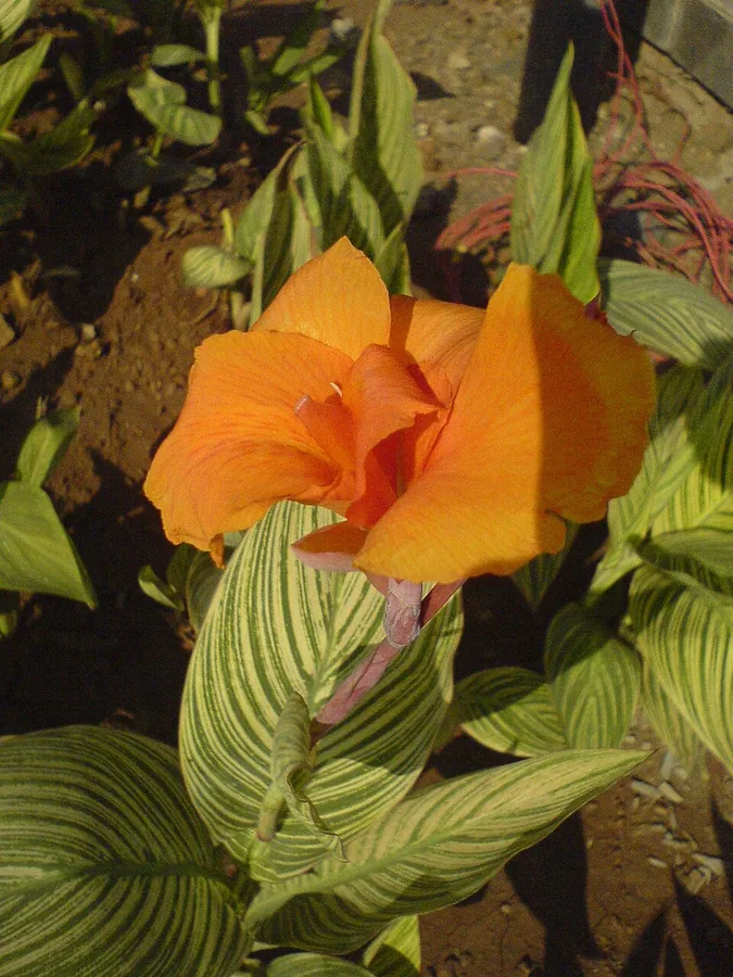 Canna Lily