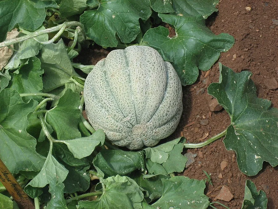 Cantaloupe