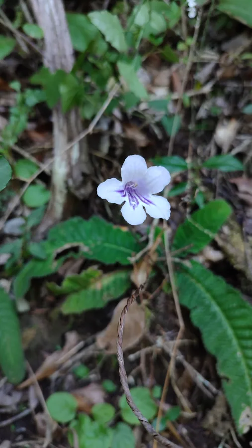 Cape Primrose