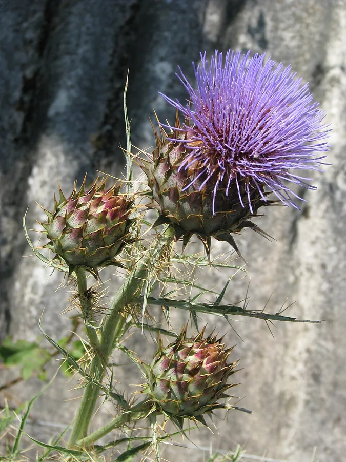 Cardoon