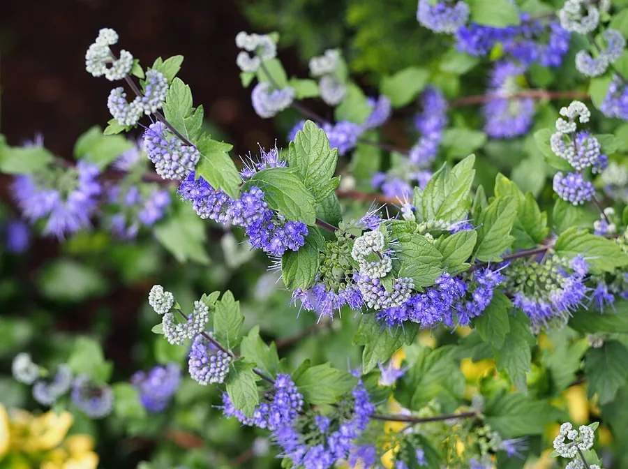 Bluebeard