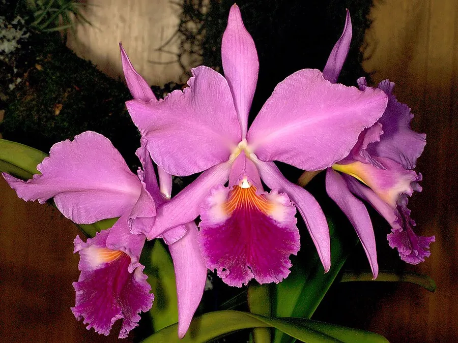 Cattleya Orchid