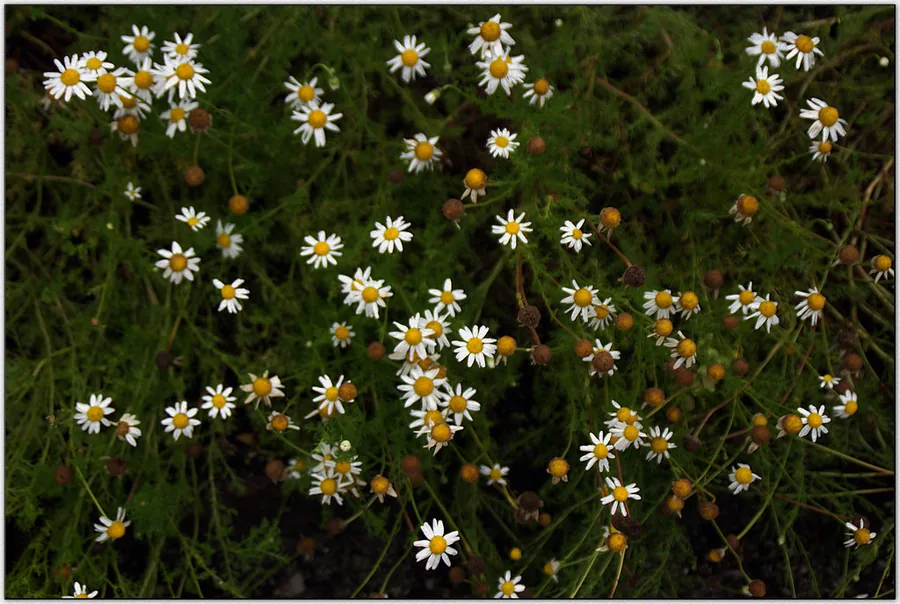 Roman Chamomile