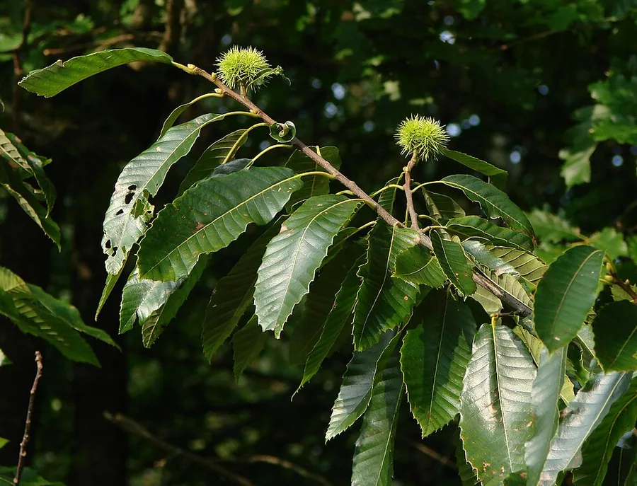 Chestnut