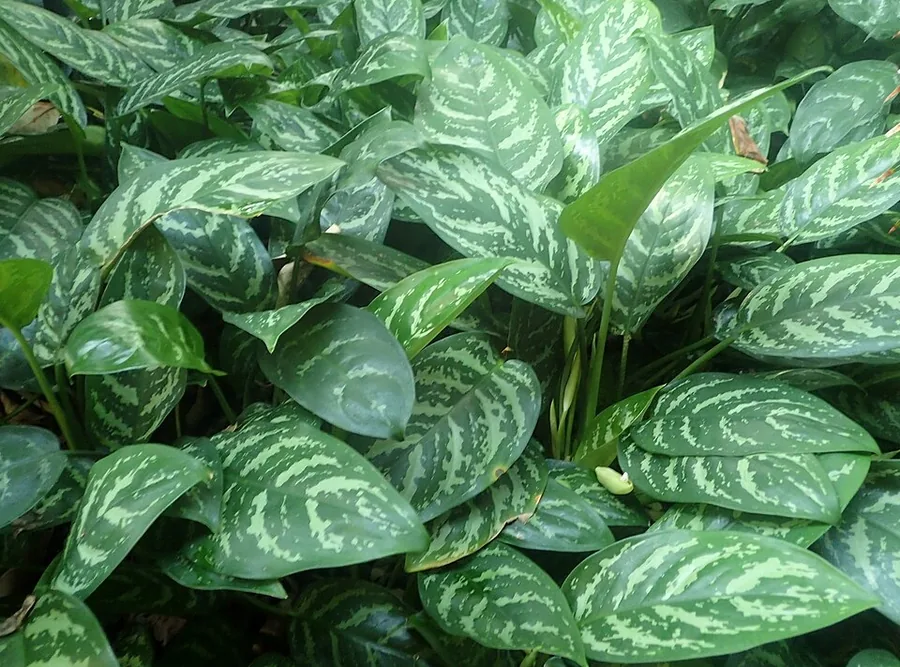 Chinese Evergreen