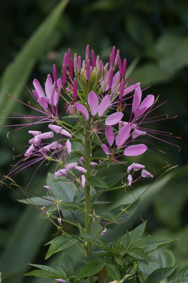 Cleome