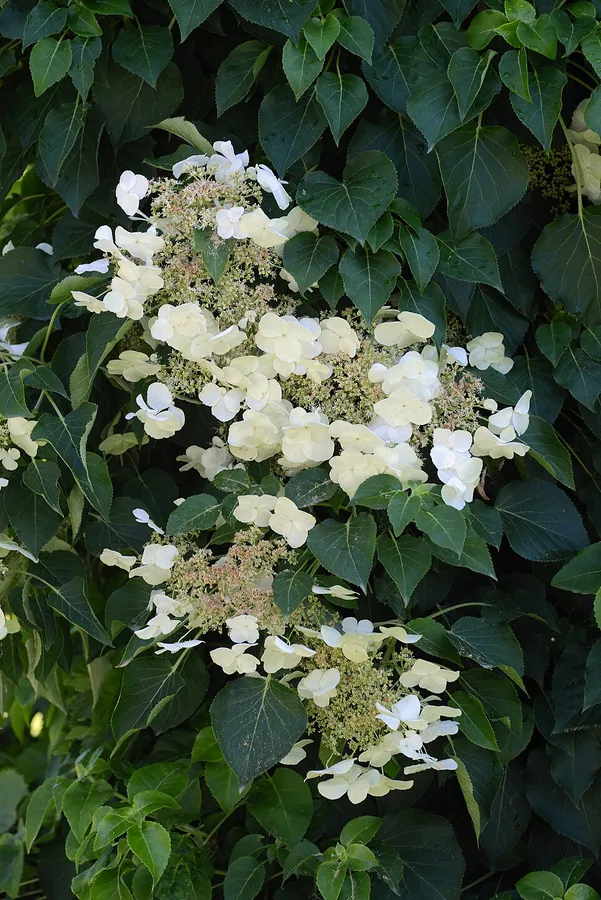 Climbing Hydrangea