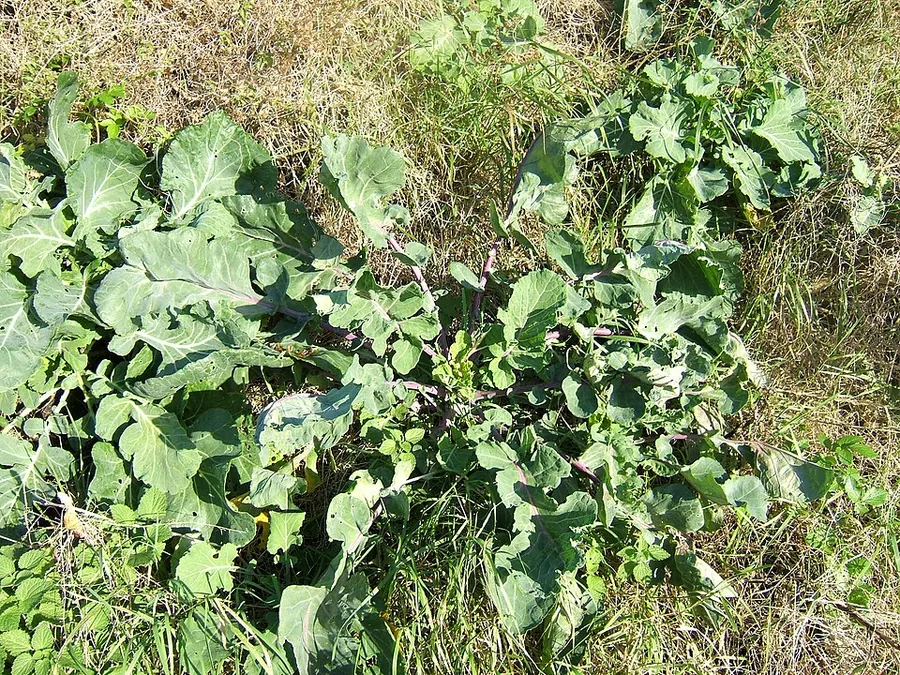 Collard Greens