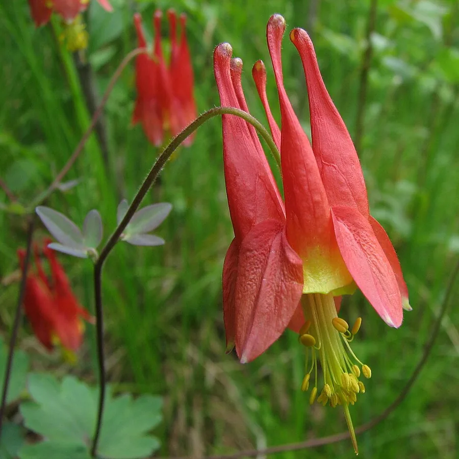 Columbine