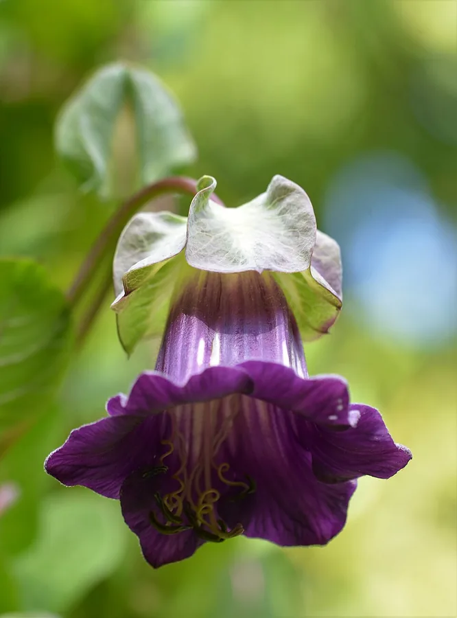 Cup-and-saucer Vine