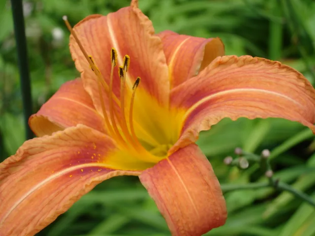 Daylily
