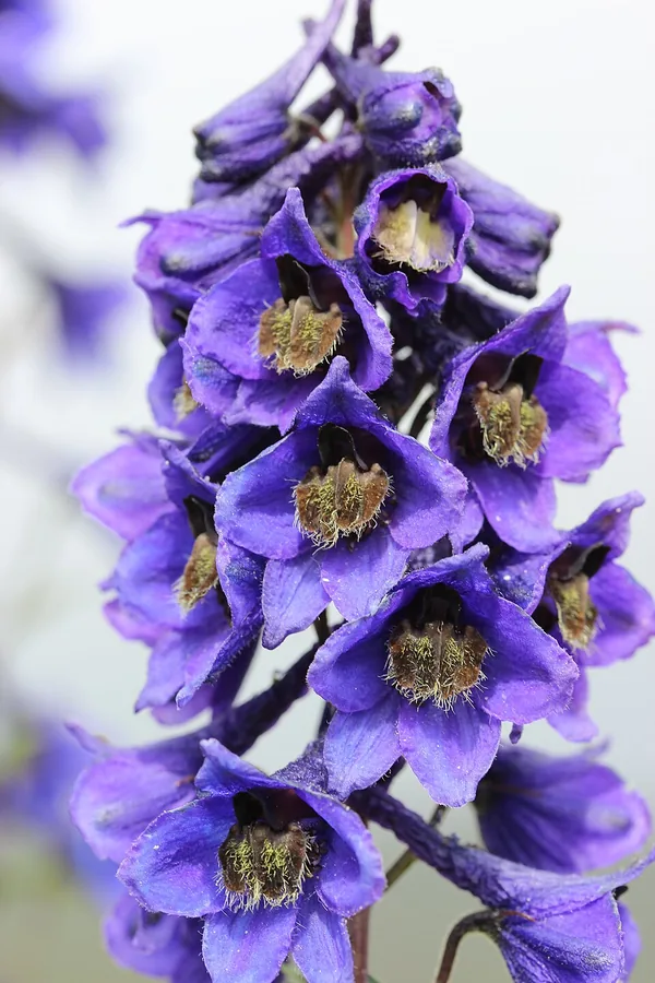 Delphinium