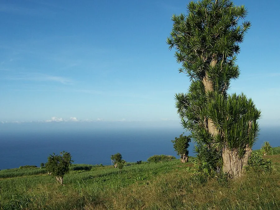 Madagascar Dragon Tree