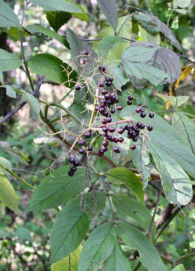 Elderberry