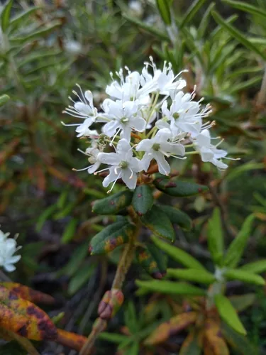 Encore Azalea