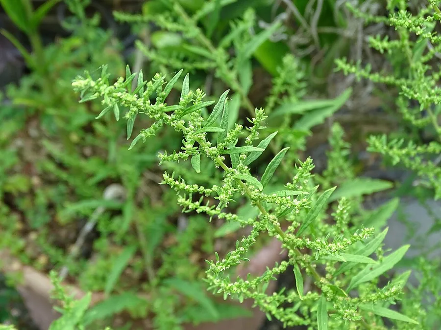 Epazote